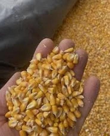 кормы для рыбы: Кукуруза (зерно) ПИОНЕР - Цельное зерно желтых сортов, однородная — 1