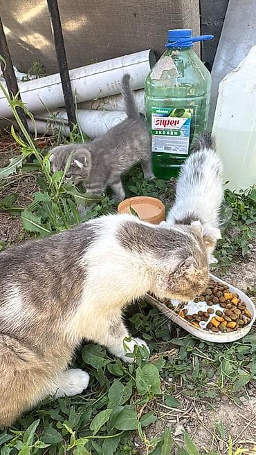 шотланские котята: Серый и черный самки А белый самец Котята домашние, разного окраса: - — 6