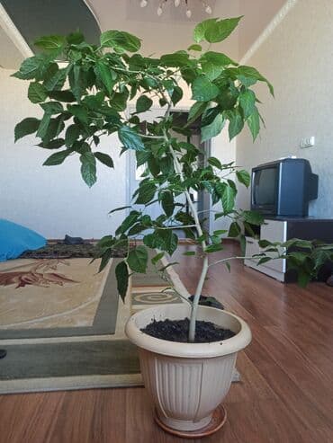 роза в горшке купить: Продаётся домашнее, декоративное,большое растение "КИТАЙСКАЯ РОЗА" — 4