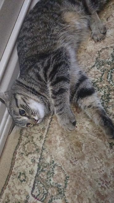 Продажа кошек: Беспородная, 1 год, Мальчик — 1