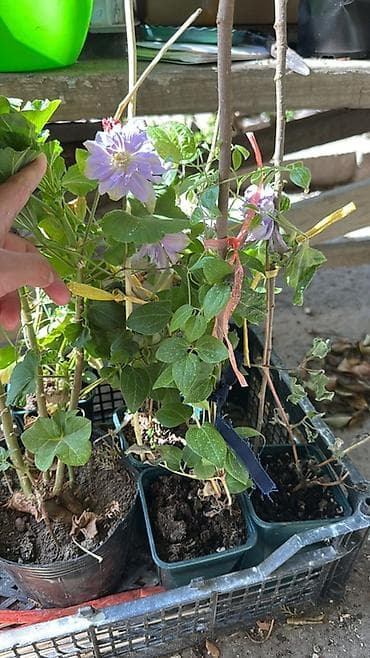 куплю малина: Клематисы — саженцы в горшках (контейнерная рассада) - Многолетние — 5