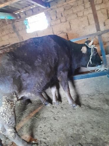 коровы животные: Продаю | Корова (самка) | Полукровка | Для молока | Привязанные — 6