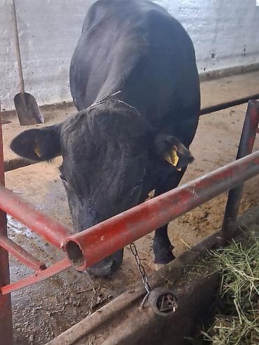 тай полукровка: Продаю | Бык (самец) | Абердин-ангус | Для разведения | Племенные — 4