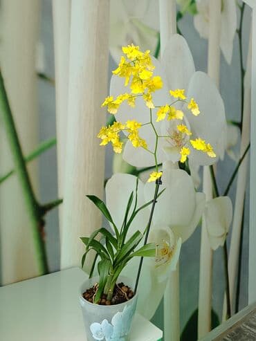 шатры тенты бишкек: Орхидея Онцидиум,в народе ее ещё называют,,танцующие — 2