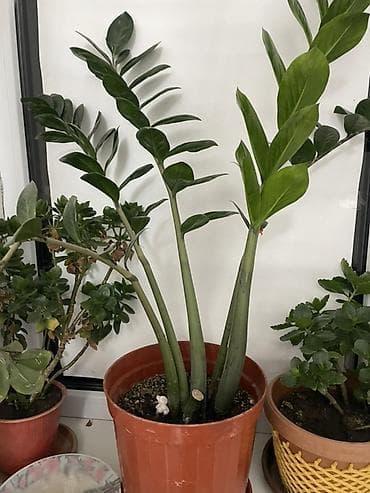 мини вазы: Замиокулькас (Zamioculcas zamiifolia) в горшке - Крупное комнатное — 1