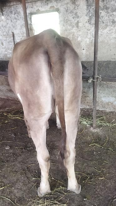 обезьяна живой: Продаю | Тёлка | На откорм | Не стельные — 10