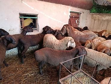 продаю баран красная речка: Продаю | Овца (самка), Баран (самец) | На забой — 3