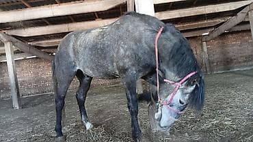 мастер грей цпляат: Продаю | Конь (самец) — 2