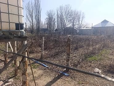 разделка барана: Саженцы малины (корневые отпрыски и черенки) - Разновидность: садовая — 2