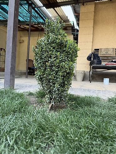 самшиты круглые: Самшит (Buxus) – декоративные кусты и сформированные топиарные формы — 4