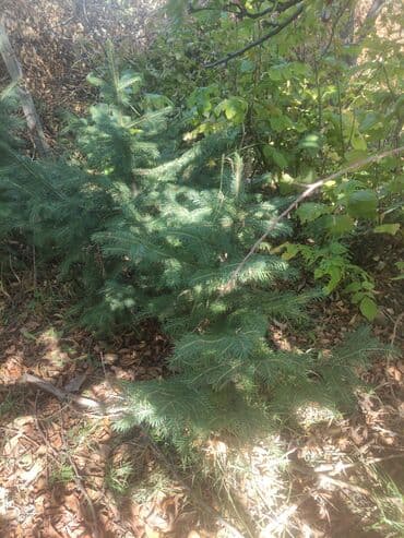 саженцы туя колоновидный: Ель (саженцы, живые растения) - Порода: ель обыкновенная/сибирская — 2