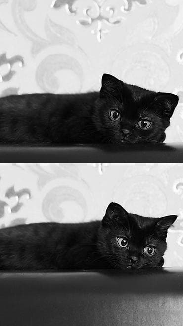 scottish fold: Скотиш Страйт (Шотландская прямоухая), 3 месяца, Девочка, Черный, Метис — 1