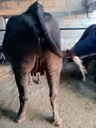 наполнитель для животных: Продаю | Корова (самка) | Алатауская, Швицкая | Для разведения, Для молока | Племенные, Стельные, Искусственник — 4