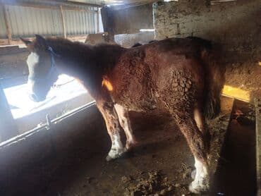 корм для домашних животных: Продаю | Жеребец — 4