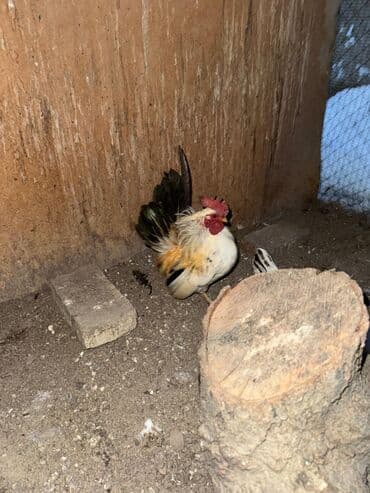 купить карликовых курей: Продаю | Куры, Петух — 7