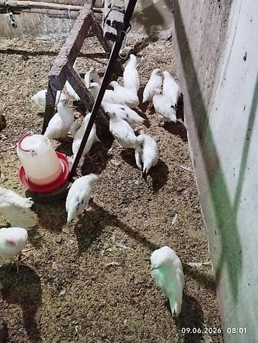продаю птиц: Продаю цыплят Леггорн и Хайланд Соня курочки. вывелись 1 — 8