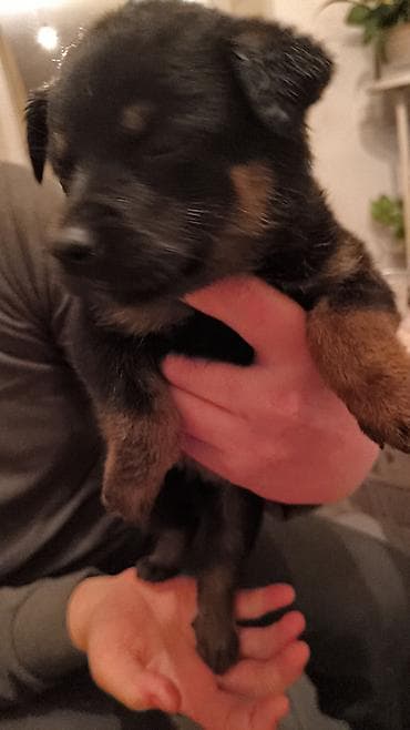 красный страитель: Щенки, окрас черный с подпалом Описание: - Милые щенки — 2