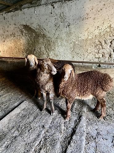 сколько стоит сиамские кошки: Продаю | Баран (самец) | Романовская | Для разведения | Осеменитель — 1