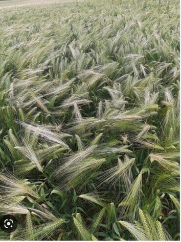 газон для поля: Семенной ячмень (Арпа урук 1 гектардан 5-6 тонна берет) — 2