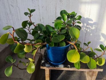 стоимость аквариума: Домашние и комнатные цветы в горшках. Герань, Алоэ, долларовое дерево — 7