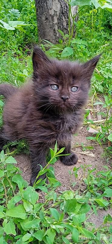 продаю телёнок: Мейн-кун, 2 месяца, Девочка, Черный, Приучена к лотку — 2