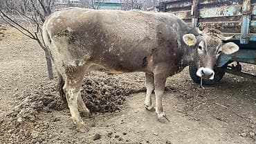 собаки сокулук: Сатам | Уй (ургаачы) | Аргын | Көбөйтүү үчүн | Музоологондон кийин — 1