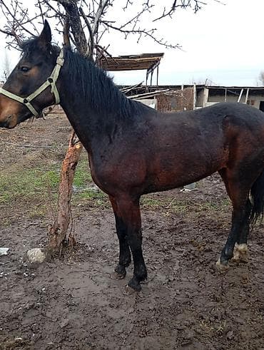 А/ч жаныбарларын сатам: Сатам | Жылкы (эркек) | Жумушка — 1