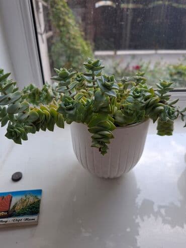 цветы в горшках бишкек цена: Излишки, состояние 10/10 От 3 цветов и выше сделаю хорошую скидку — 27