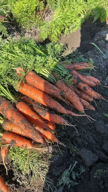 оптовые цены на продукты питания в бишкеке: Морковь — 1