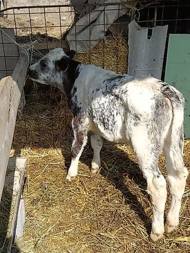 торпое: Продаю | Музоо, торпок | Бельгийская — 6