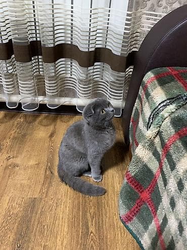 необычные животные: Шотландская вислоухая кошка (Scottish Fold), окраса голубой — 2