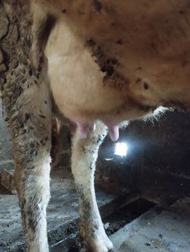 Ветеринар кызматы: Сатам | Уй (ургаачы) | Сүт алуу үчүн | Музоологондон кийин — 2