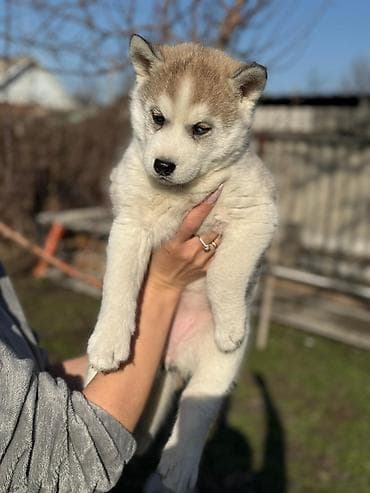 цена собаки шпиц: Хаски, 1 месяц, Самка — 6