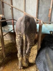 домик для собака: Продаю | Бык (самец) | Ангус | Для разведения — 5