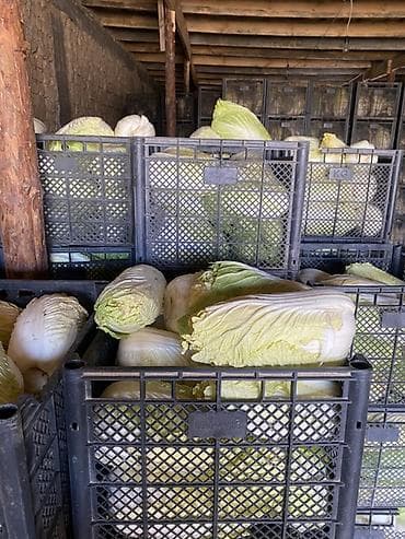 замок кале: Капуста Пекинская — 8