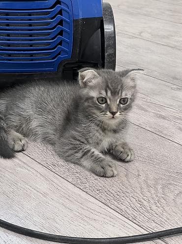 cat sofa: Шотландские котята: 1) девочка (Scottish fold) ПРОДАНА 2) девочка — 6