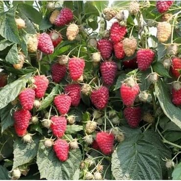 Саженцы Летний сорт малины : - Пшехиба с развитой корневой at lalafo.kg Саженцы Летний сорт малины : - Пшехиба с развитой корневой