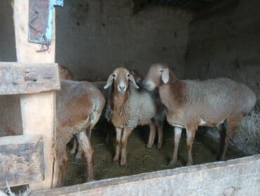 купить бельгийскую овчарку малинуа: Продаю | Ягненок | Арашан — 2