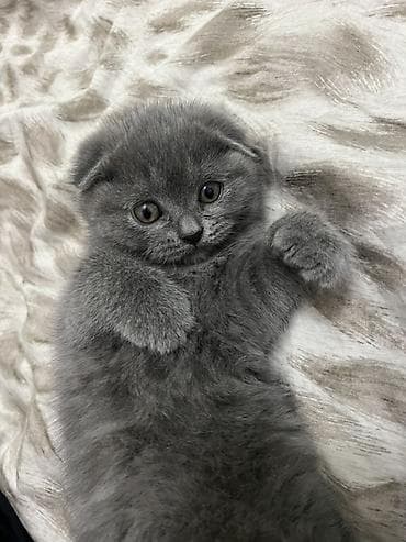Скотиш Фолд (Шотландская вислоухая), 2 месяца, Девочка, Серый — 1
