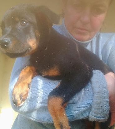 стафф купить: Ротвейлер, 2 месяца, Самка — 5