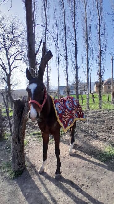 собака афчарка: Продаю | Конь (самец) | Рабочий — 3