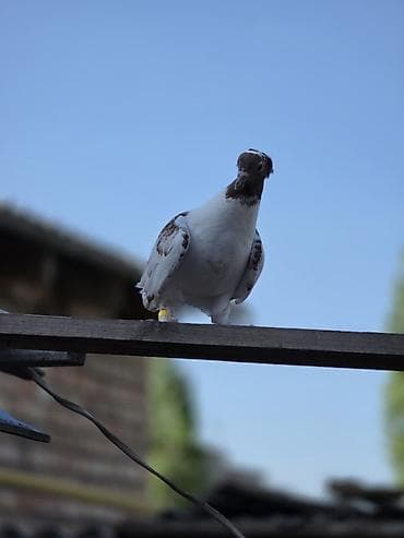 продаю кролов: Продаю голубей,головастики,пакистанцы,такла,или меняю на корм — 1