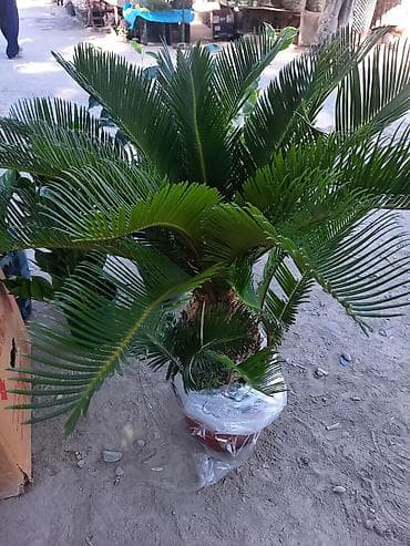 Пальмы: Саговник (Cycas revoluta) в горшке - Декоративное вечнозелёное — 1