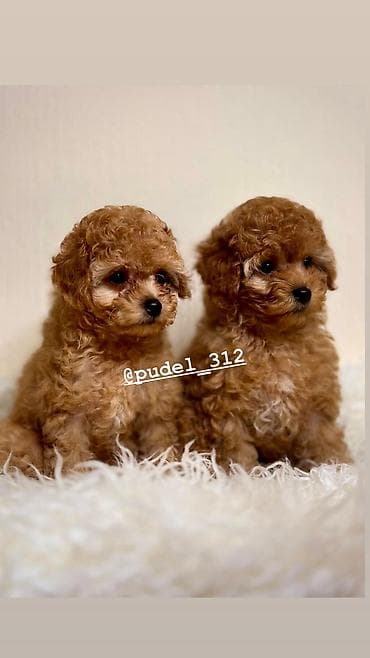 Другие животные: Той пудели . С родословной! Идеальная порода которая не линяет и не — 2