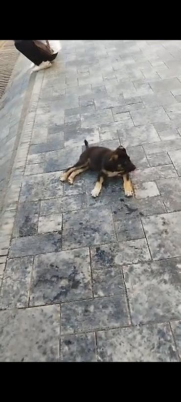 питбуль сабака: Щенок, метис средних пород Описание: - Возраст: на вид щенок — 2