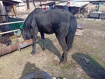 Сатам | Бээ (ургаачы) | Жумушка — 4