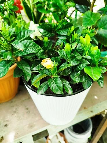 Декор и интерьер: Гардения жасминовидная (Gardenia jasminoides) в горшке. - Компактный — 2