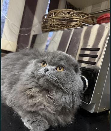 кошка шотланка: 1 год, Девочка, Серый, Приучена к лотку, Проглистована — 2