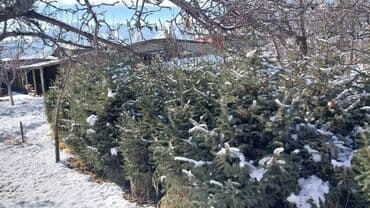 малина бишкеке: Другие виды семян и саженцев — 3