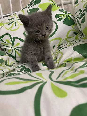котята британские короткошерстные: Британская короткошёрстная, 1 месяц, Мальчик, Серый, Метис — 3